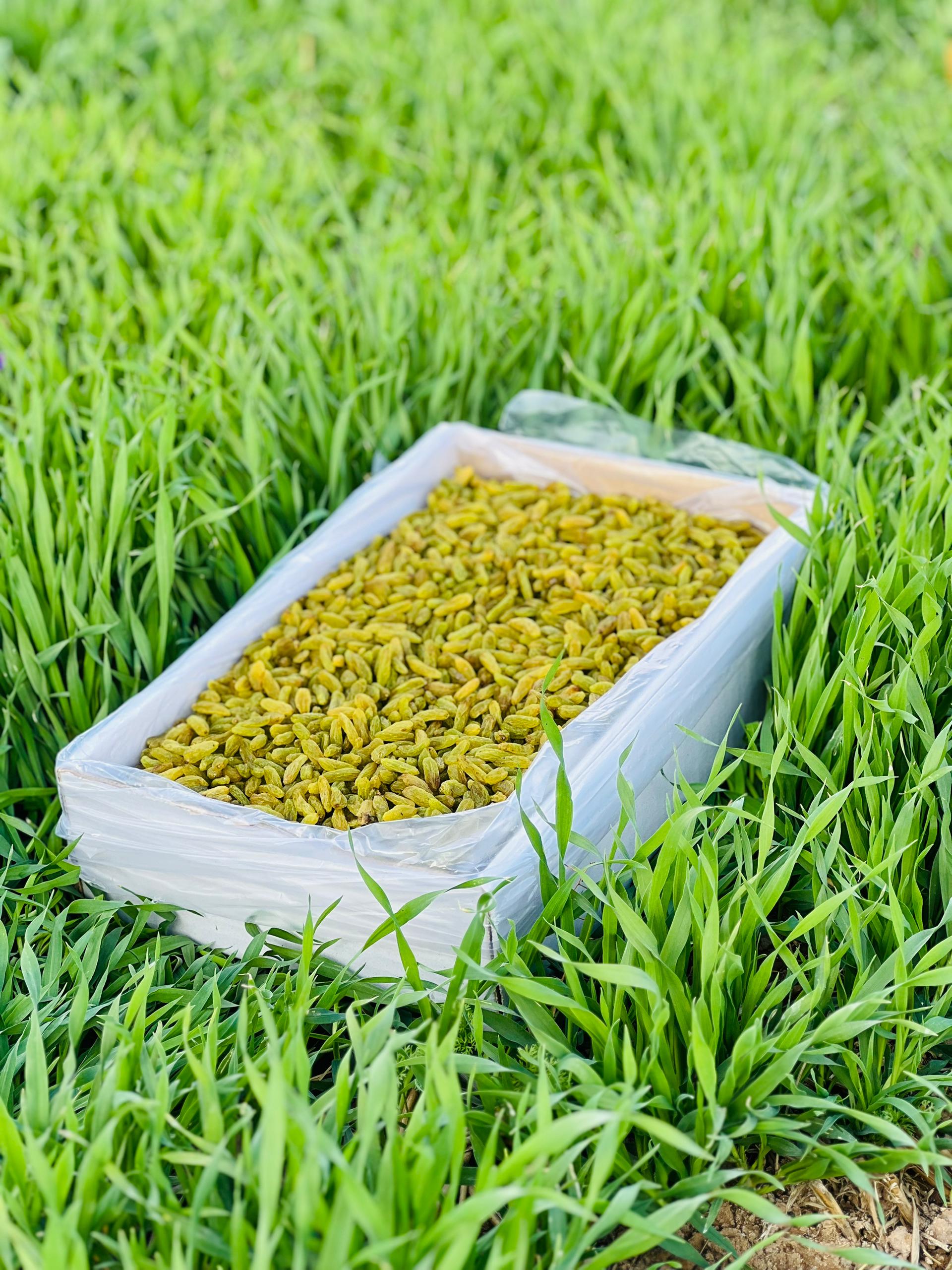 Iranian green kashmar raisins 