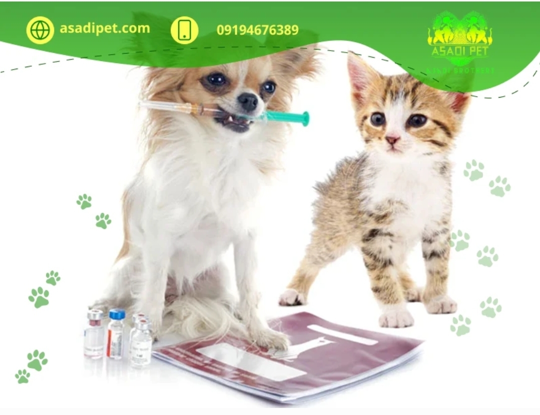 درمان بیماری های سگ ها و گربه ها