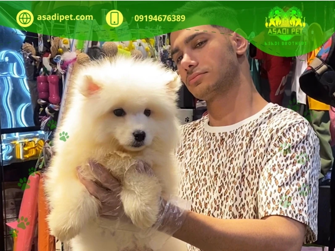 فروش نژاد اصیل سگ در نیاوران شمال تهران