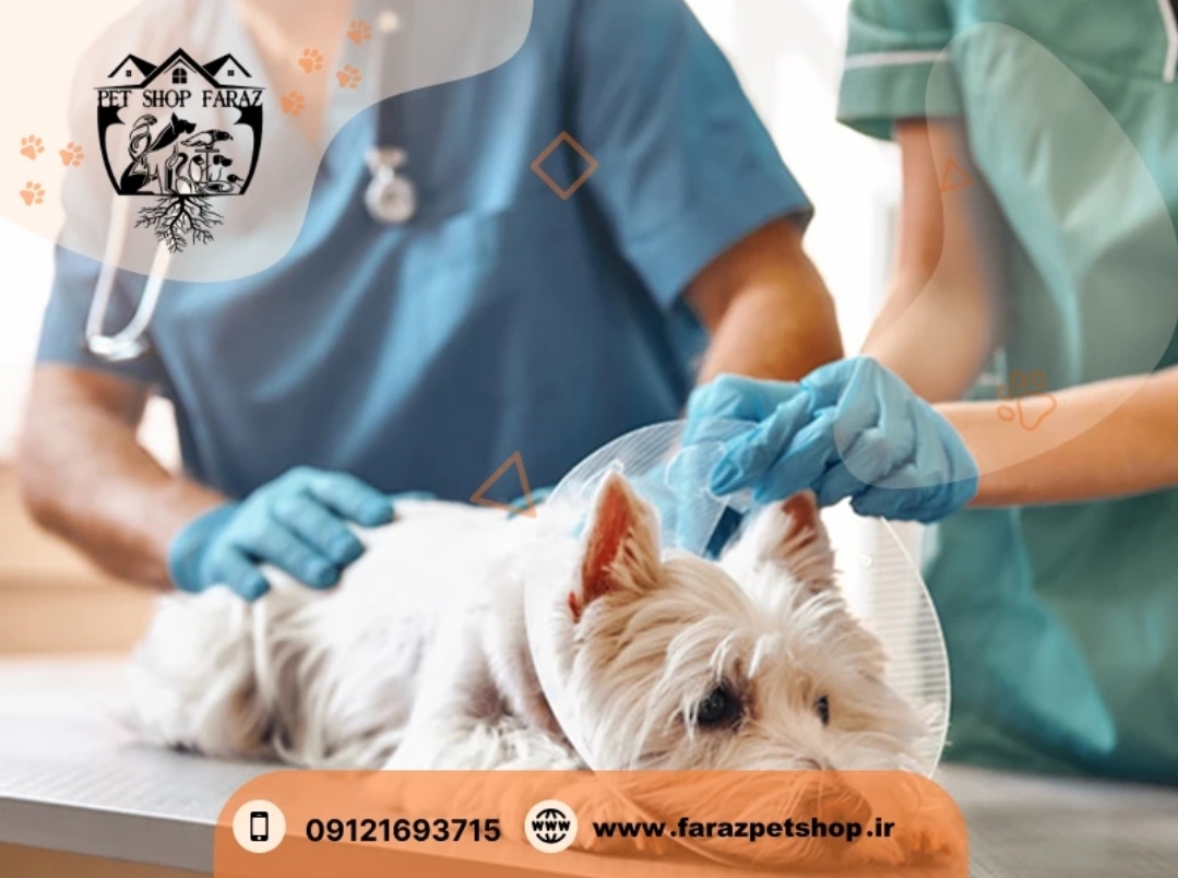 پت شاپ نیاوران فرمانیه