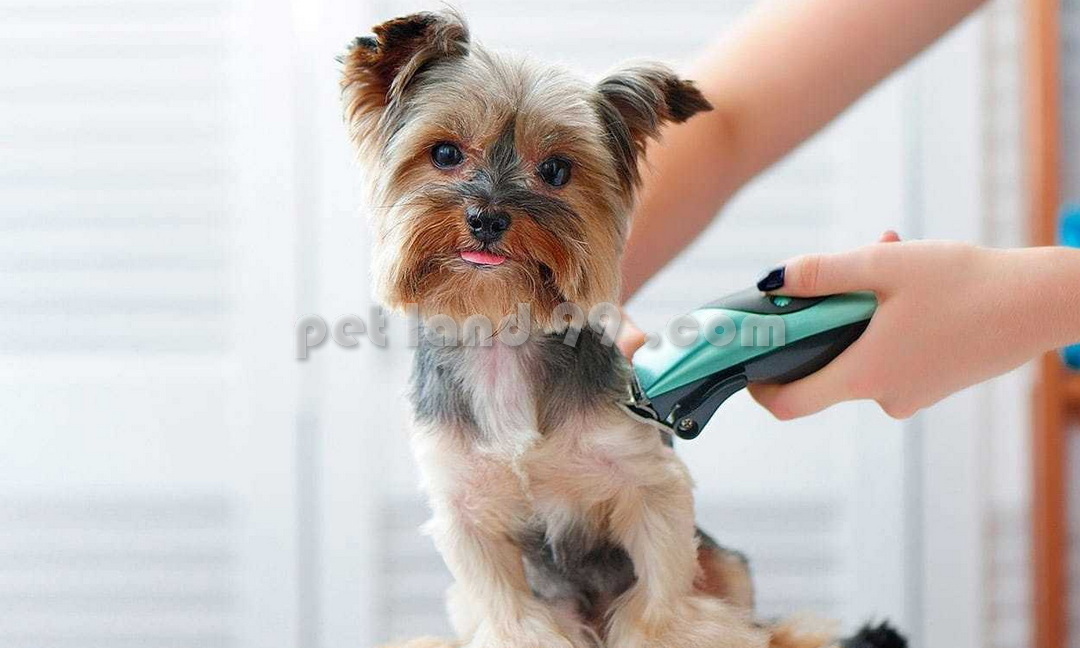 خدمات گرومینگ حیوانات