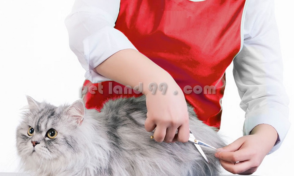 آموزش آرایش حیوانات خانگی (پت گرومینگ)