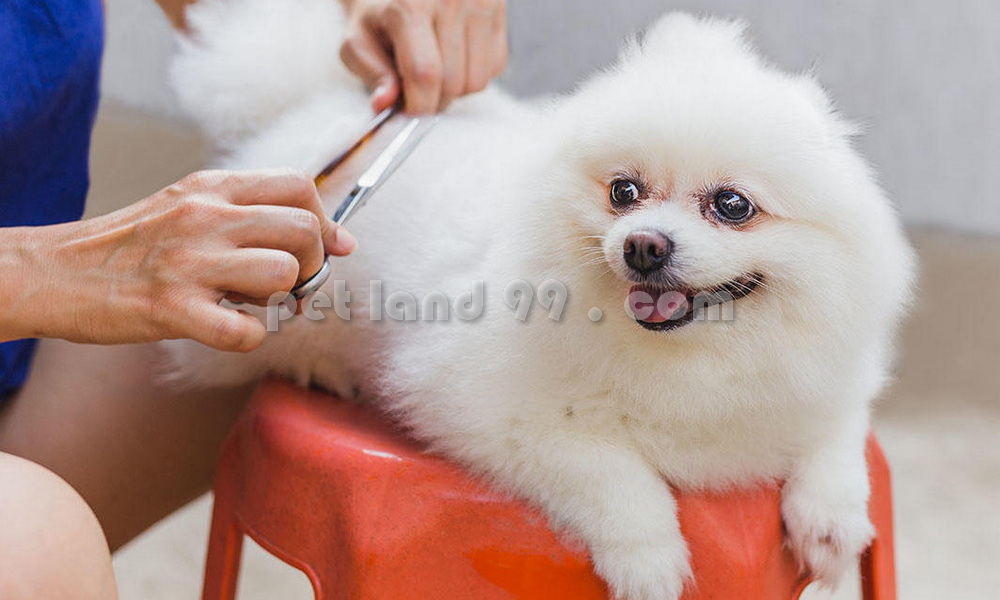 کوتاهی موی سگ در محل