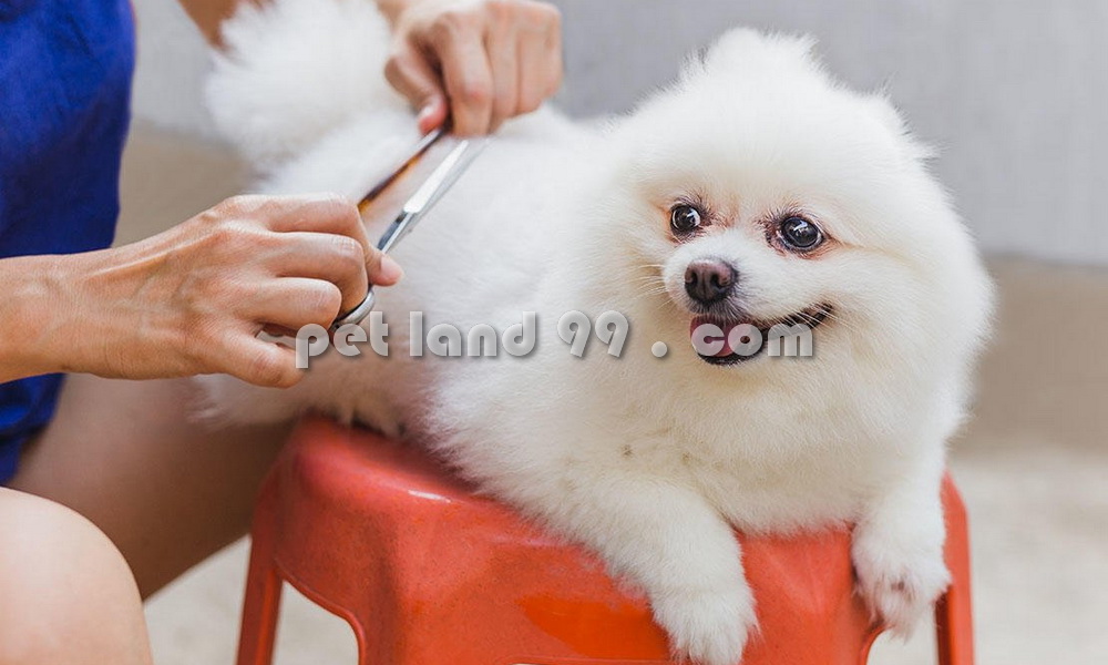 آموزشگاه تخصصی آرایش حیوانات