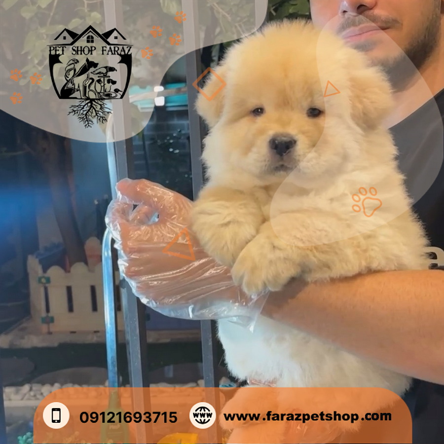 فروش سگ چاو چاو