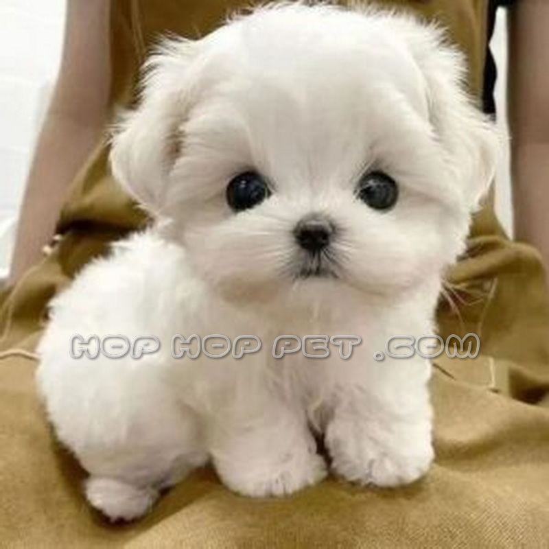 سگ عروسکی ارزان نیاوران 