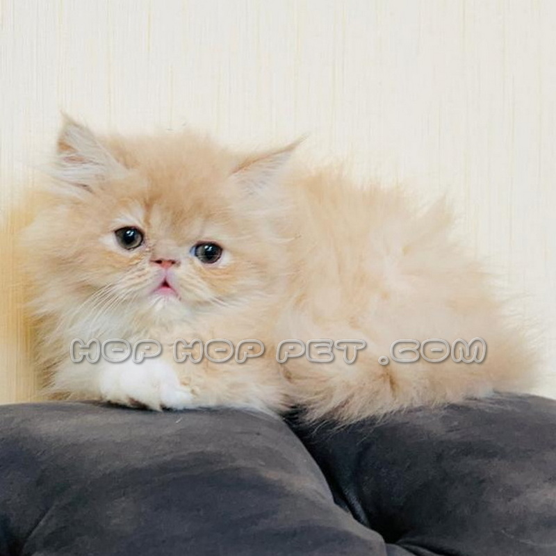 گربه پرشین شمال تهران 