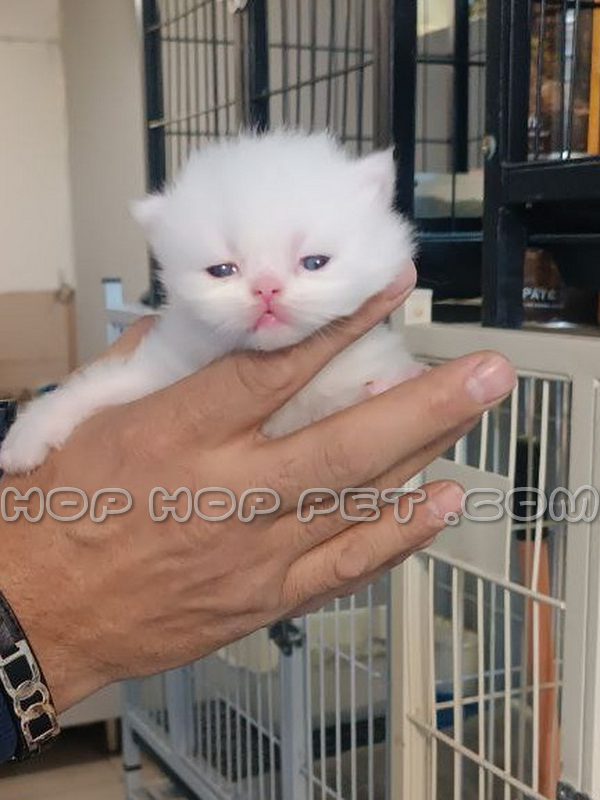 گربه اسکاتیش فولد پرتقالی