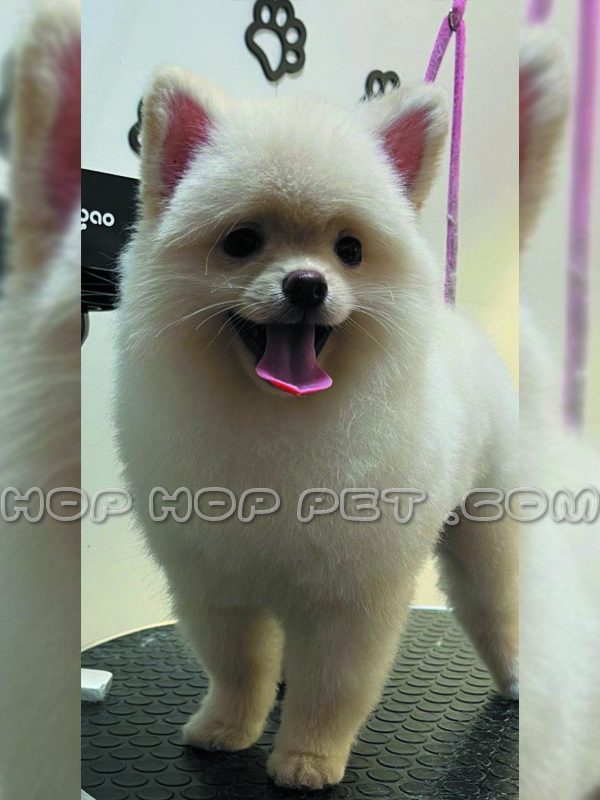 سگ شیتزو سفید آرایش شده