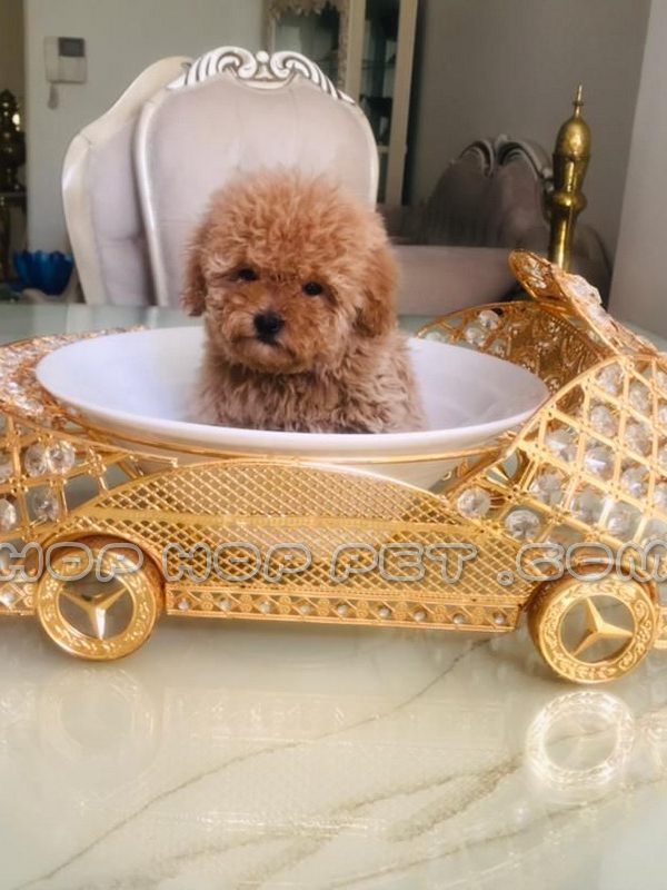 پت شاپ نیاوران فرمانیه