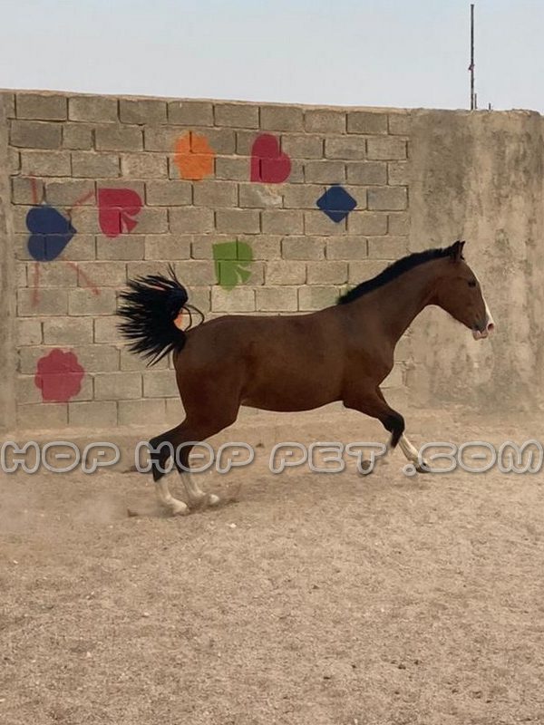 کره اسب اصیل ایرانی