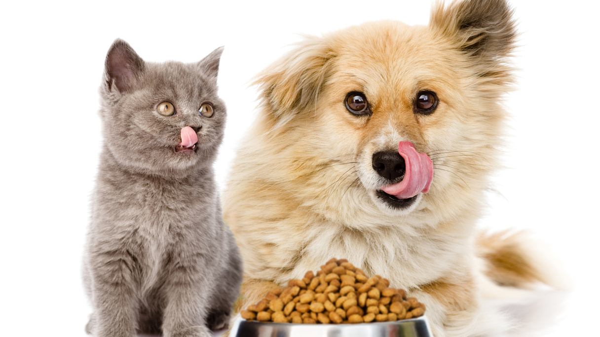 خرید تشویقی و خوراک حیوانات خانگی به صورت مستقیم از هاپو میل