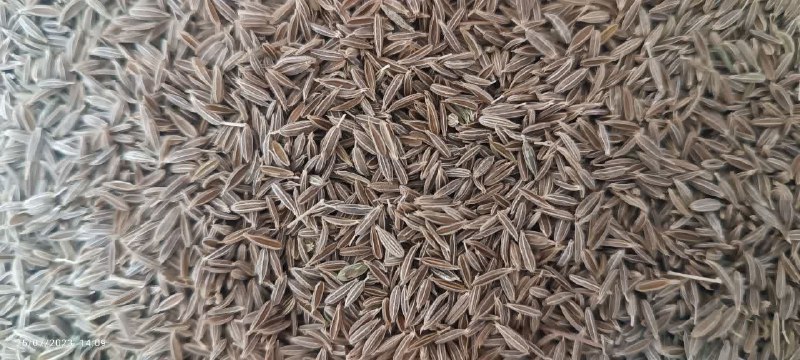 خرید زیره سبز به صورت مستقیم از زمین دار