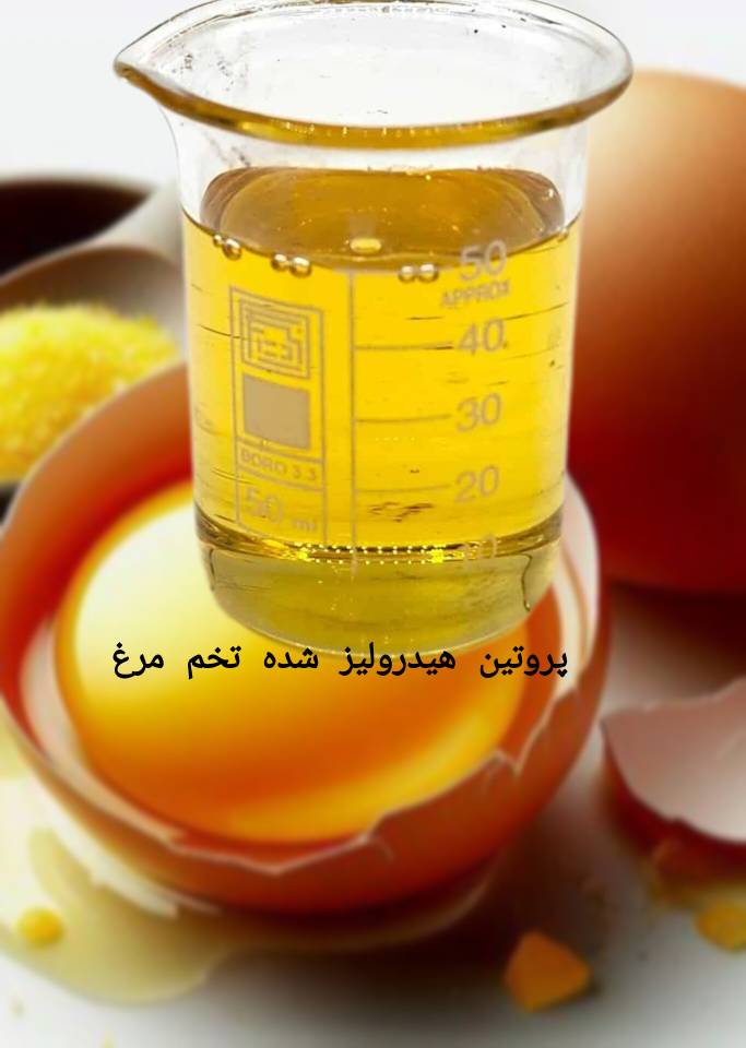 فروش عمده پروتئین هیدرولیز شده تخم‌مرغ با قیمت رقابتی و  ارسال سریع بصورت مستقیم از کارخانه