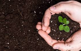 خرید عمده کمپوست بصورت مستقیم از کارخانه 