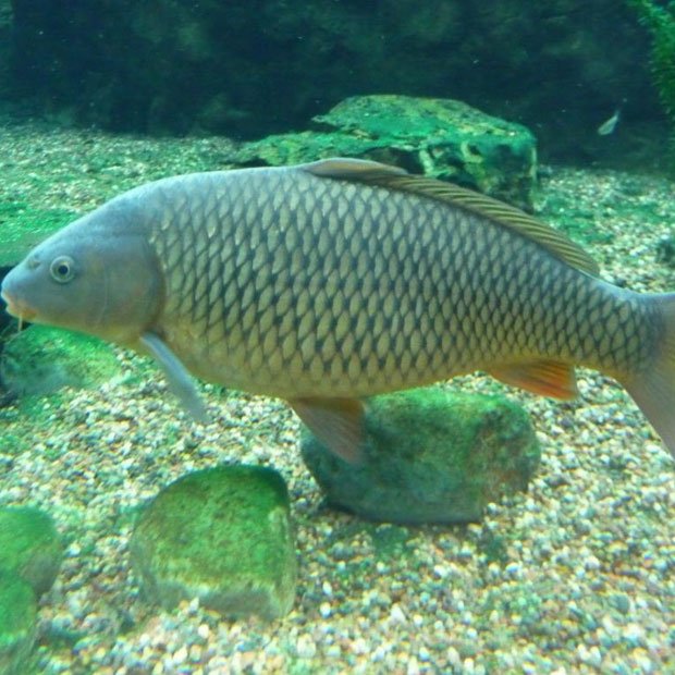 Carp Fish