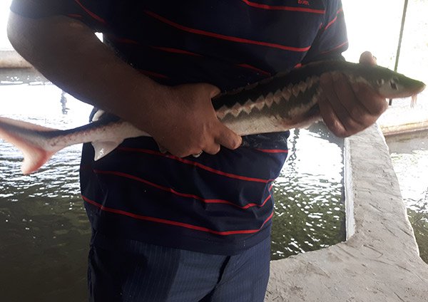 ماهی خاویاری قره برون (تاسماهی ایرانی)