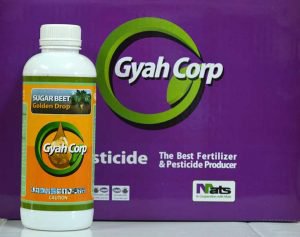 Sugar beet gold drop