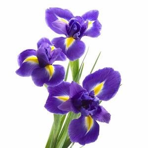 Iris onion