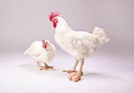 کنسانتره 5% مرغ گوشتی