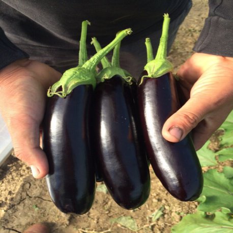 KARABEY eggplant seeds