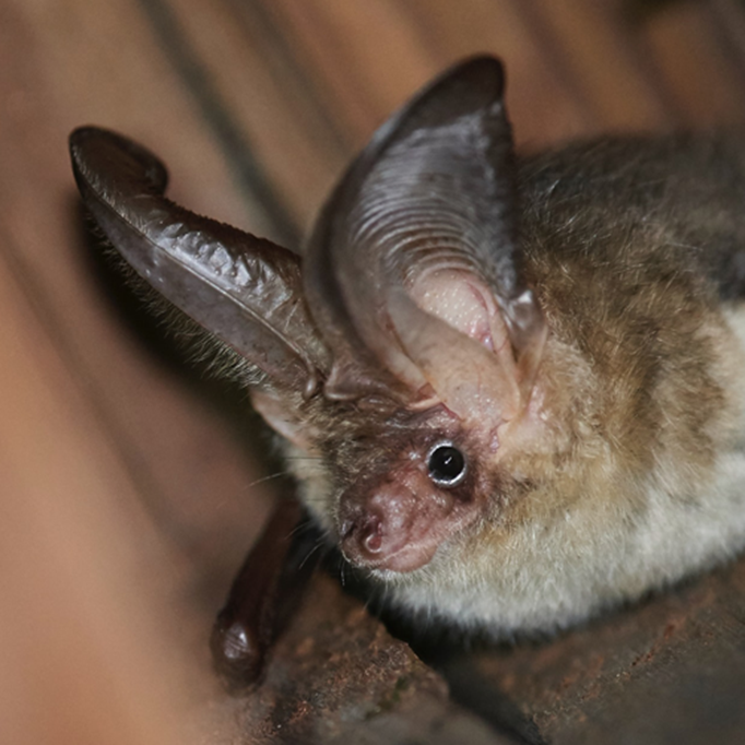 USB: Monitoring Bat Populations