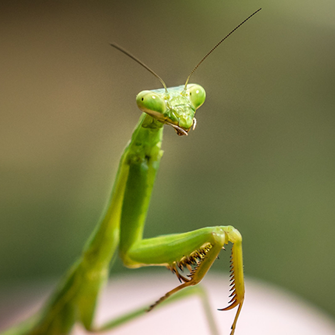 USB: پرورش آخوندک نمازی