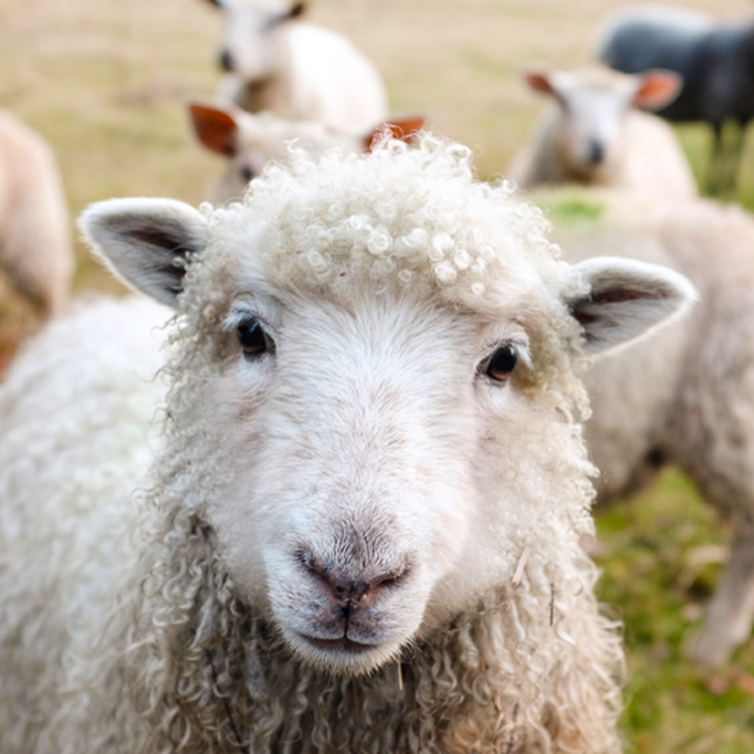 USB: نظارت بر واکسن دامپزشکی