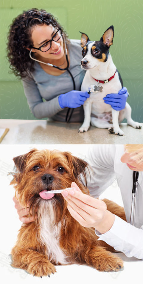 داروهای دامپزشکی