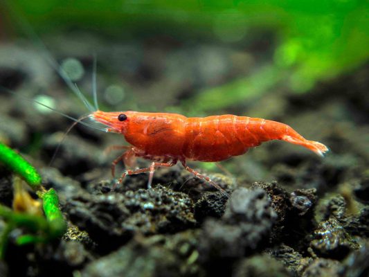 SHRIMP FEED