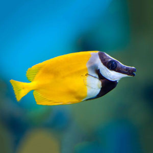 روباه ماهی زرد