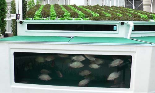 سازه های آکواپونیک