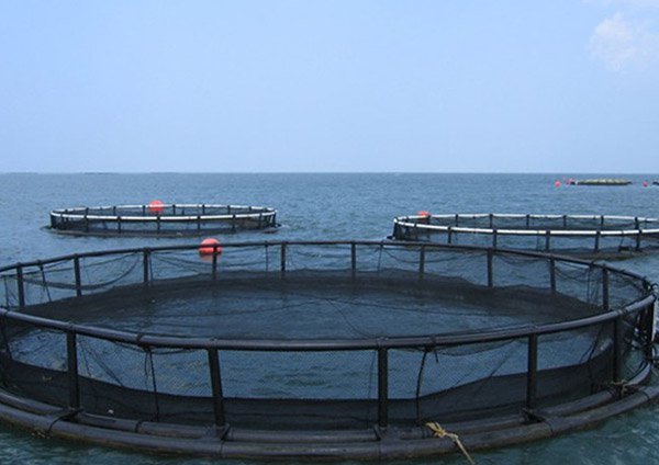 Breeding fish in Caspian Sea cages