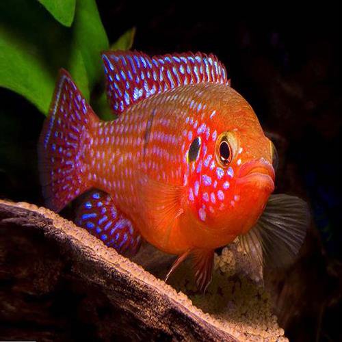 سیکلید جواهری (H. bimaculatus و Hemichromis cristatus)