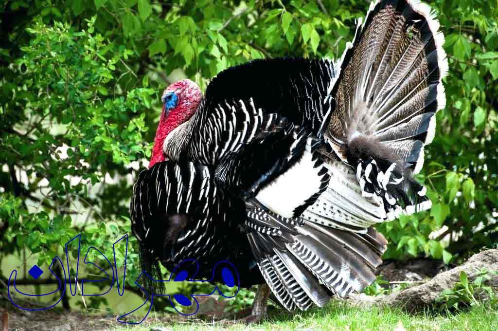 The end of 2 turkeys