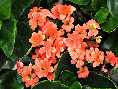 تکثیر گیاهان از طریق کشت بافت