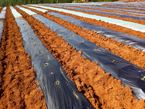 Herbicidal Mulch Films