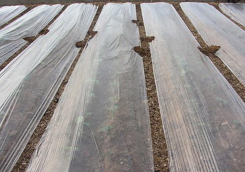 Clear Mulch Films