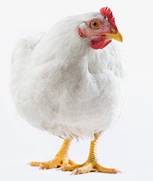 میاندان کاب