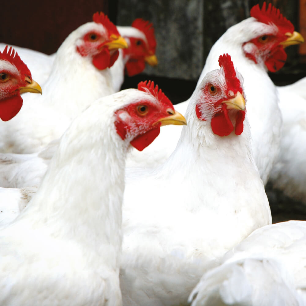 Mother chicken supplement