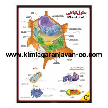 پوستر ساختمانی سلول گیاهی