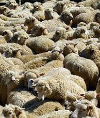 کنسانتره پرواری پلت