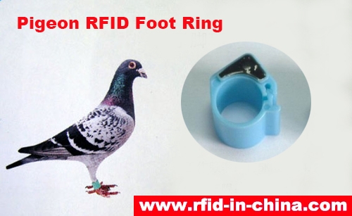 Pigeon RFID Foot Ring