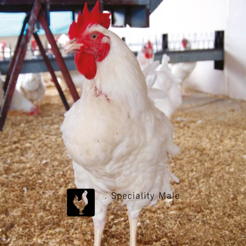 complement of the male parent