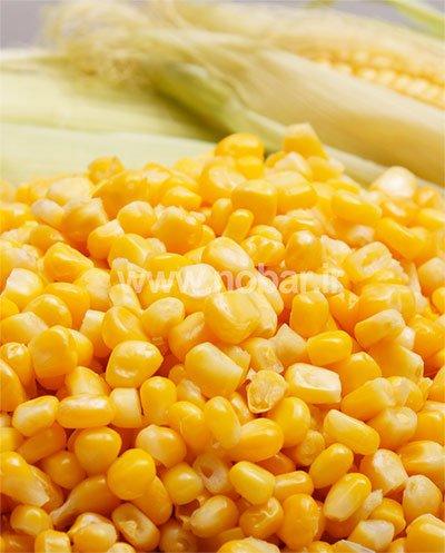 دان ذرت شيرين