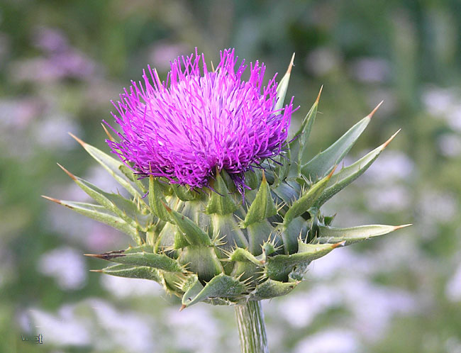 عصاره خار مریم