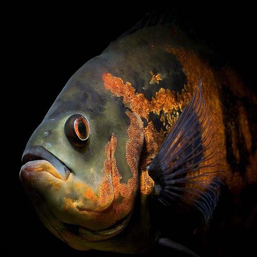 Astronotus ocellatus