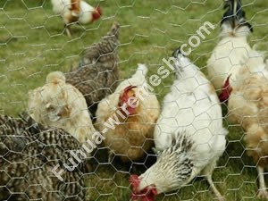 HEXAGONAL WIRE NETTING