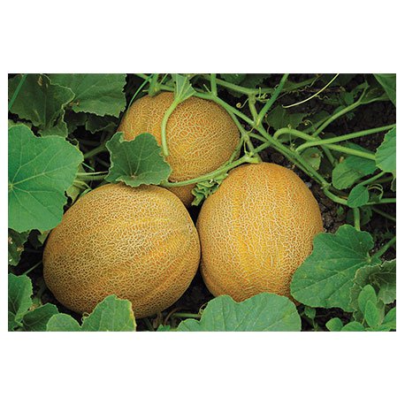 بذر خربزه آرین ARIAN