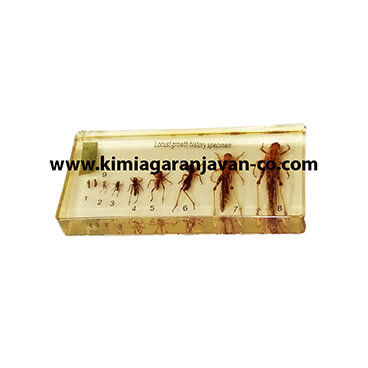 مراحل رشد ملخ